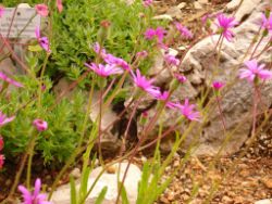 2013-08-18_Regina-F-Rau_Schachen_Blumen  (144).JPG